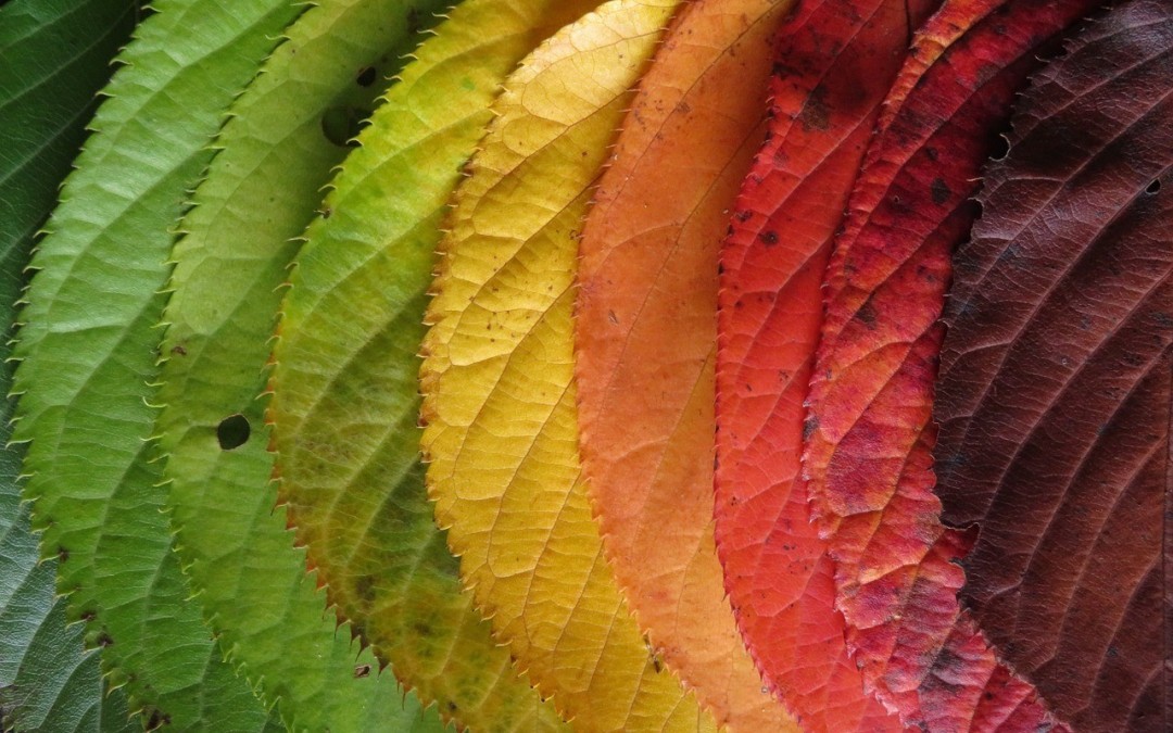 Embracing Change