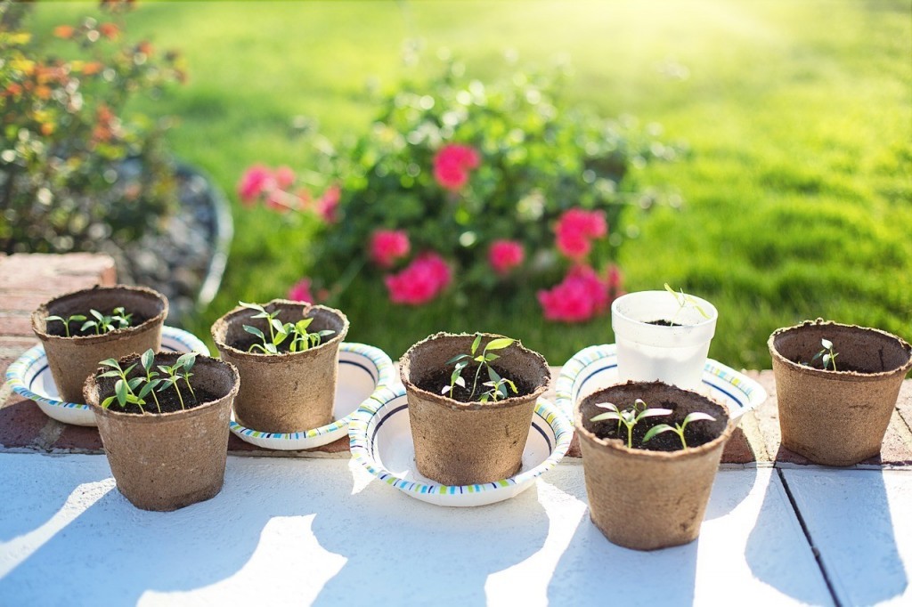 seedlings-2708679_1280