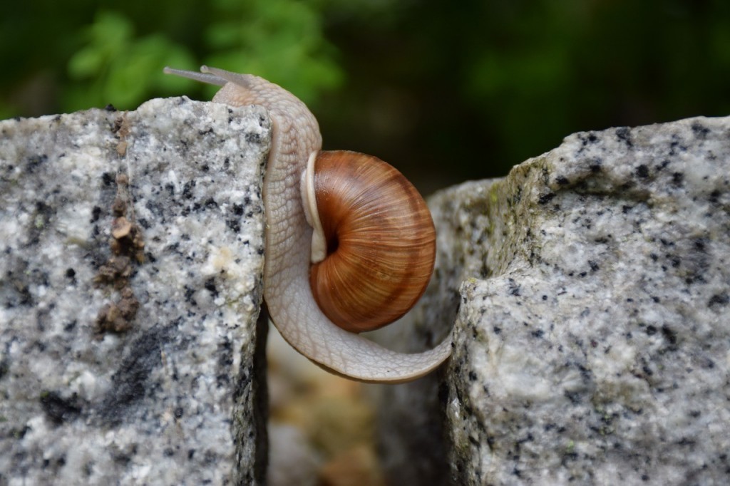snail-1447233_1280