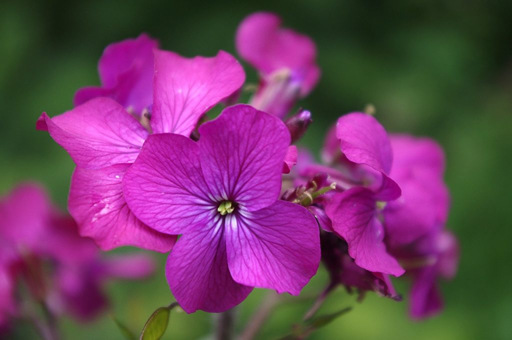 lunaria-2529933_1280
