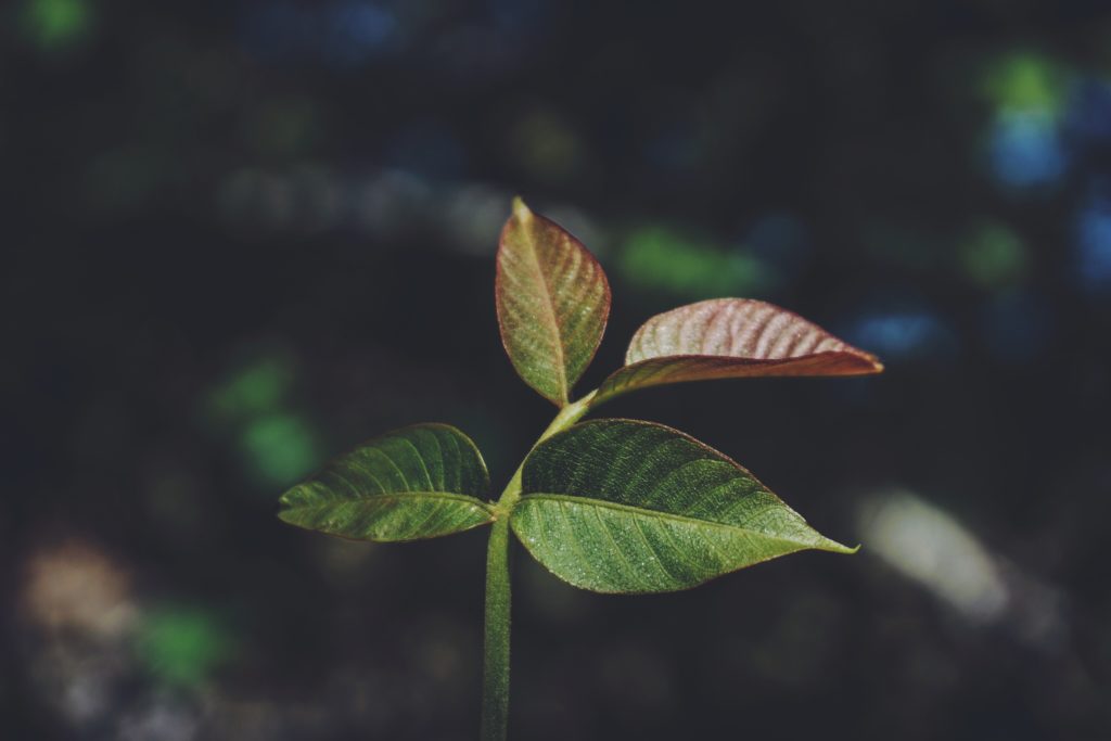 badder-manaouch-246249-unsplash