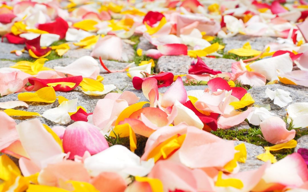 Quote of the Day: It will never rain roses: when we want to have more roses, we must plant more roses
