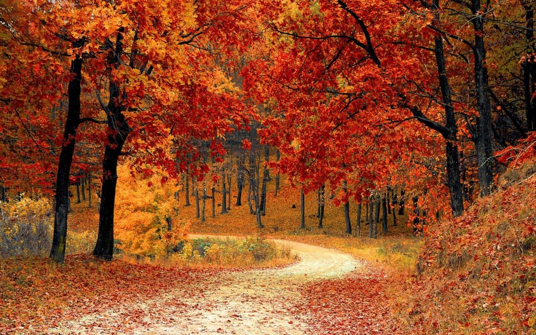 Wednesday Wellness: Thanksgiving Edition