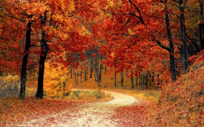 Wednesday Wellness: Thanksgiving Edition