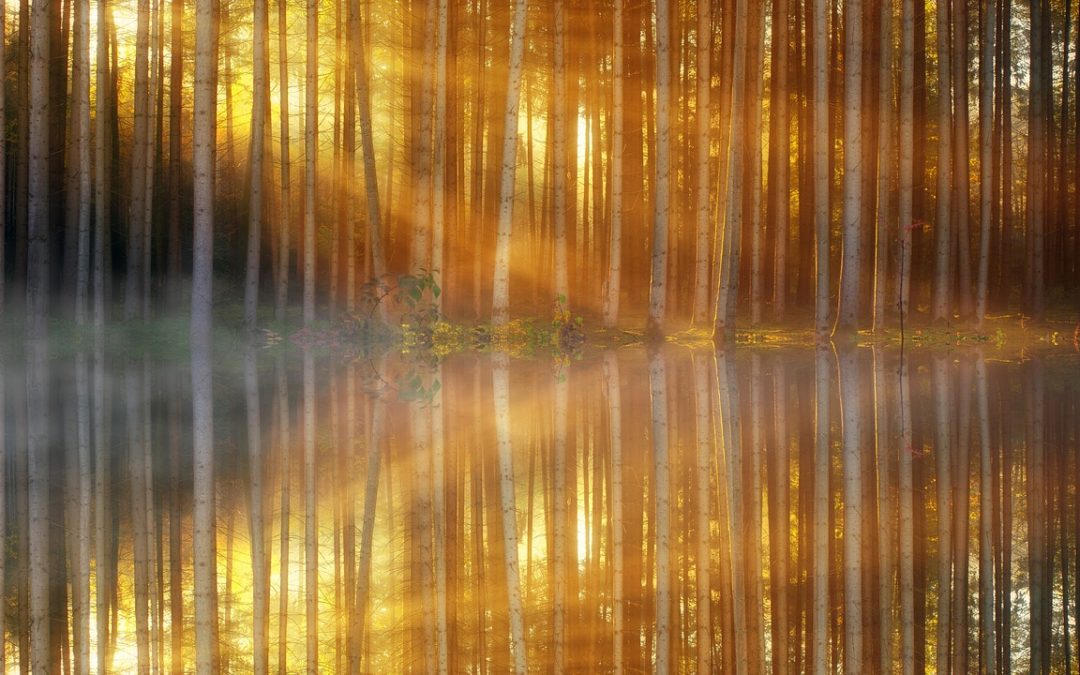 Wednesday Wellness: Light