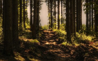 Feel Good Friday: Renewal