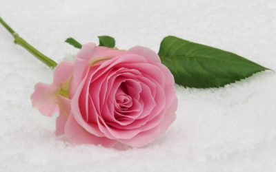 Feel Good Friday: Partnership