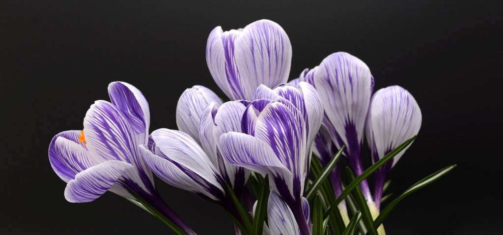 crocus-2139771_1280