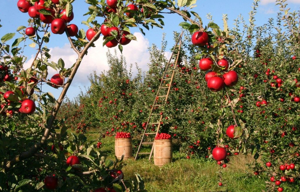 apple-1873078_1280
