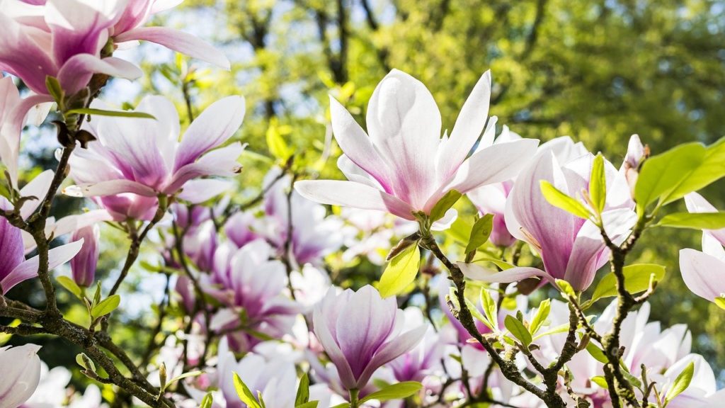 flower-3339266_1280