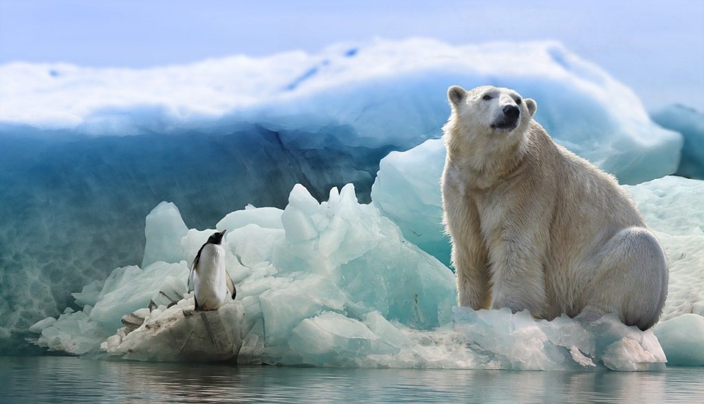 polar-bear-3277930_1280