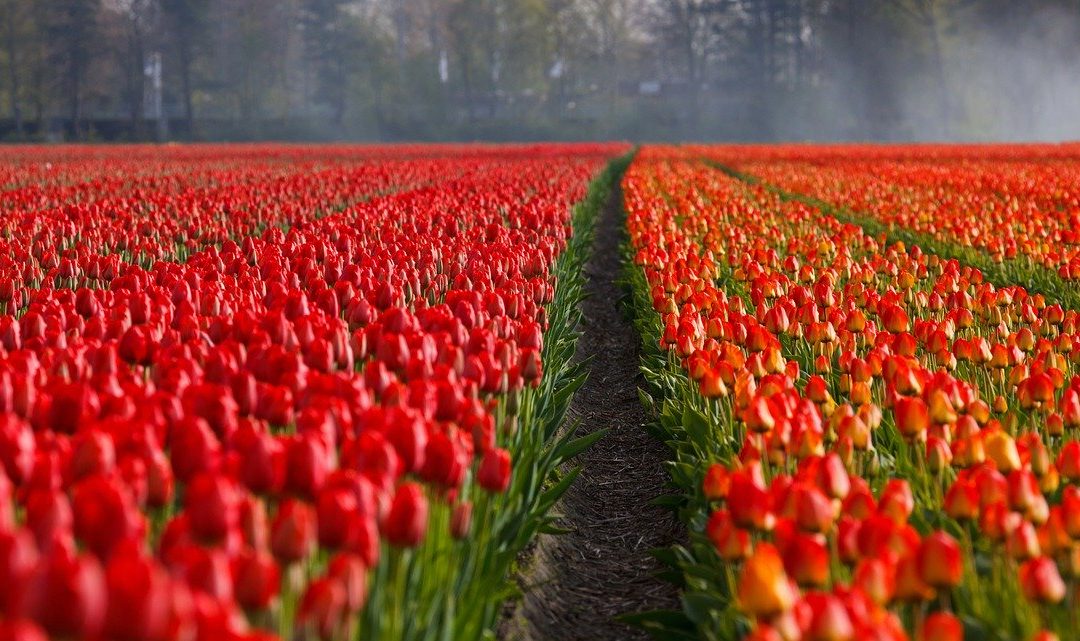Cultivating Your Workplace Happiness One Step at a Time