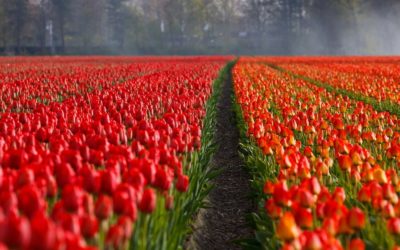 Cultivating Your Workplace Happiness One Step at a Time