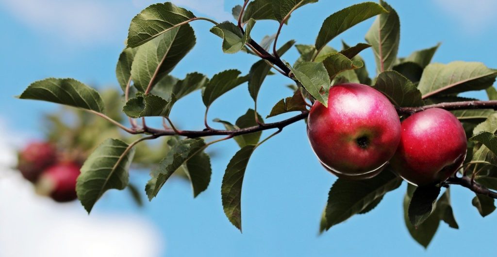apple-2788651_1280