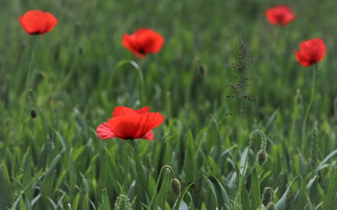 Blossom Into A Better You At Your Workplace