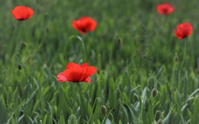 Blossom Into A Better You At Your Workplace