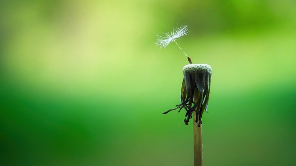 dandelion-5178095_1280