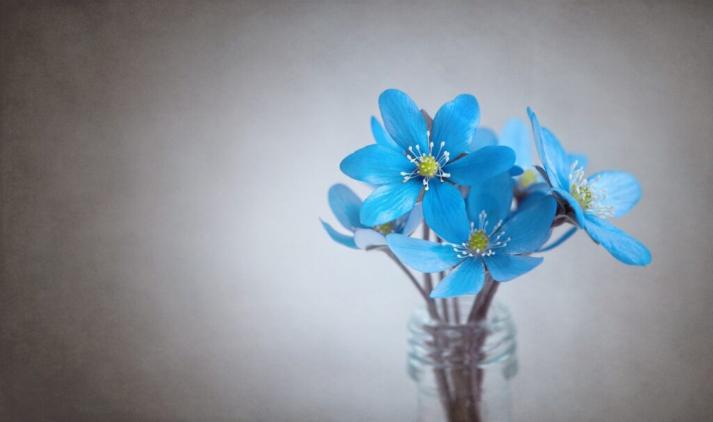 hepatica-1393813_1280