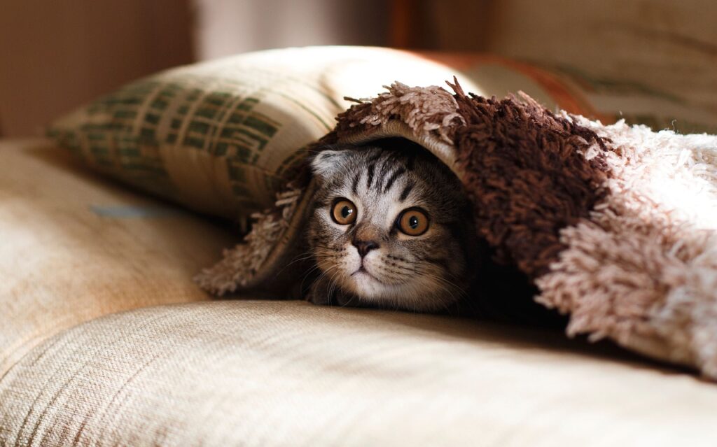 pillow-2566613_1280