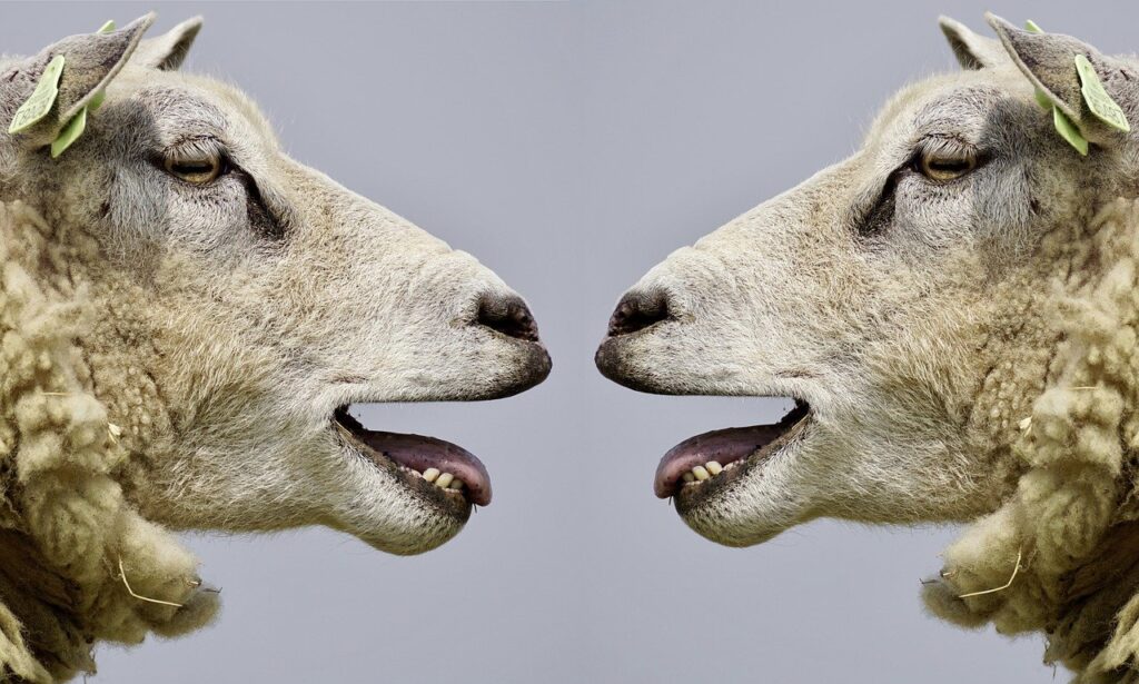 sheep-2372148_1280